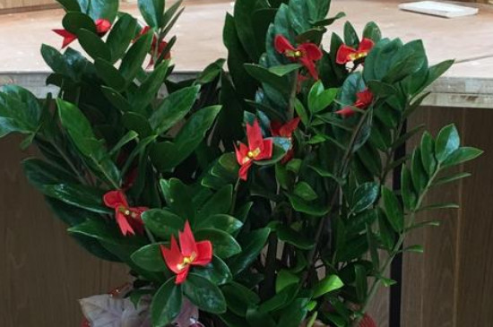 金钱树如何养才能发出新枝