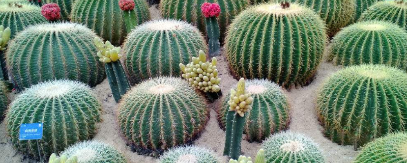 仙人球夏季休眠吗