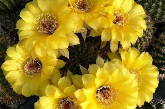 仙人球夏季休眠吗