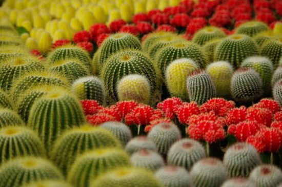 仙人球夏季休眠吗