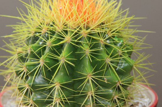 仙人球夏季休眠吗