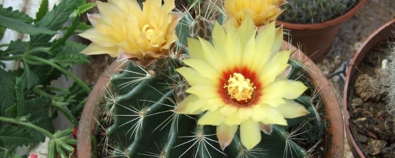 仙人球夏季可以暴晒吗