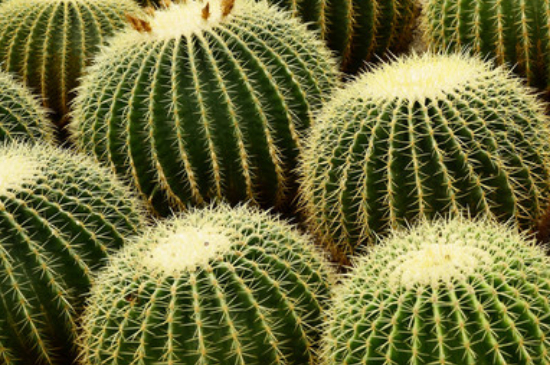 仙人球夏季可以暴晒吗