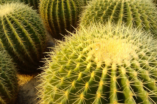 仙人球夏季可以暴晒吗