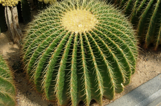 仙人球夏季可以暴晒吗