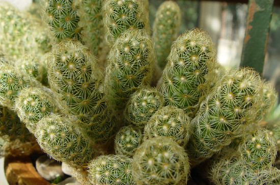 仙人球长成柱状如何办