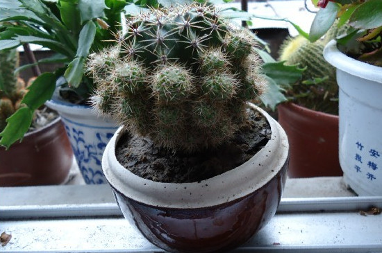 仙人球长成柱状如何办