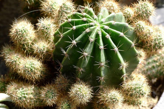 仙人球长成柱状如何办