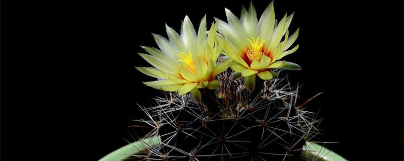 仙人球如何浇水