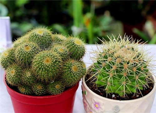 仙人球如何浇水