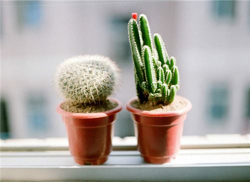 仙人球如何浇水