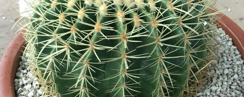 金琥开花如何繁殖