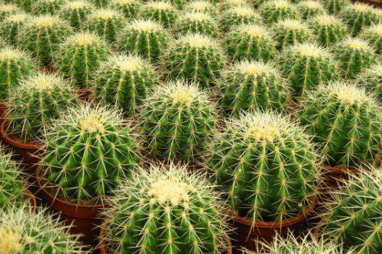 金琥开花如何繁殖