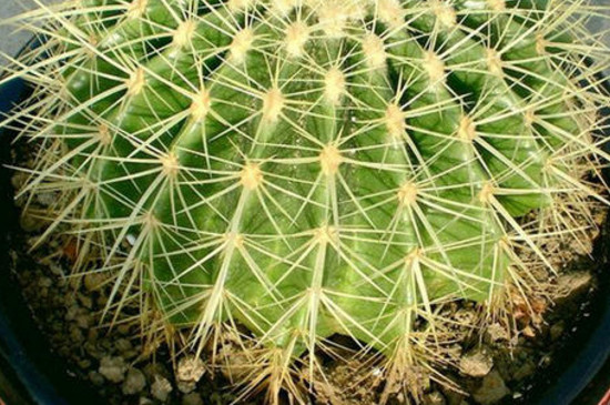 金琥开花如何繁殖