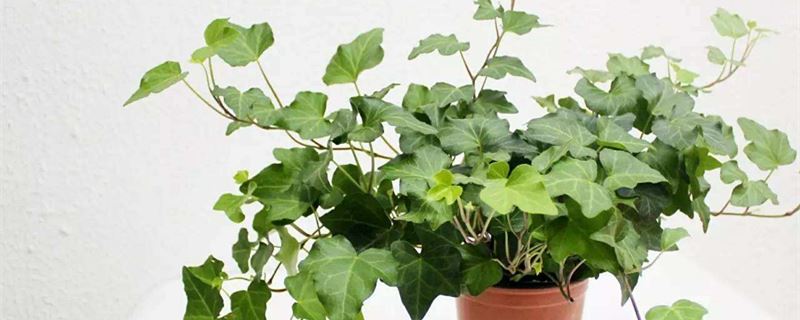 常春藤的养殖办法