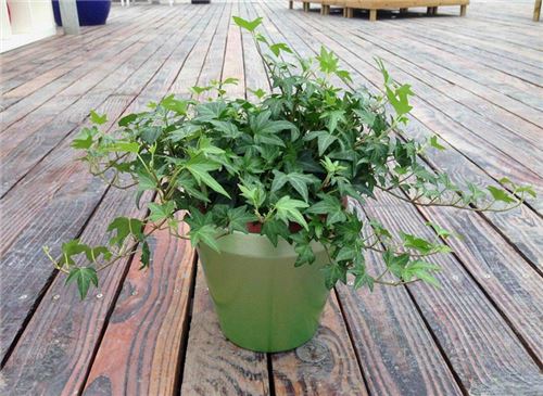 常春藤的养殖办法