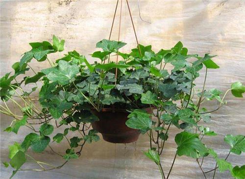 常春藤的养殖办法