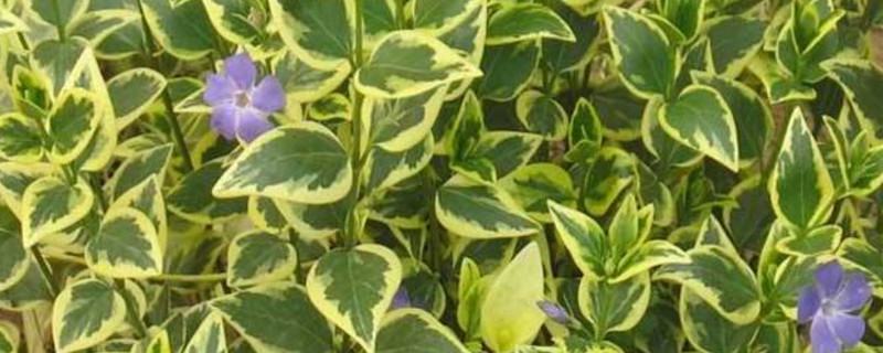 花叶蔓的养殖办法