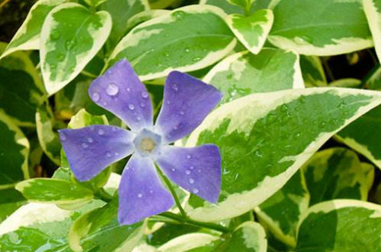 花叶蔓的养殖办法