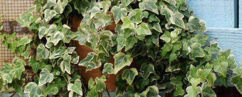 常春藤最贵种类