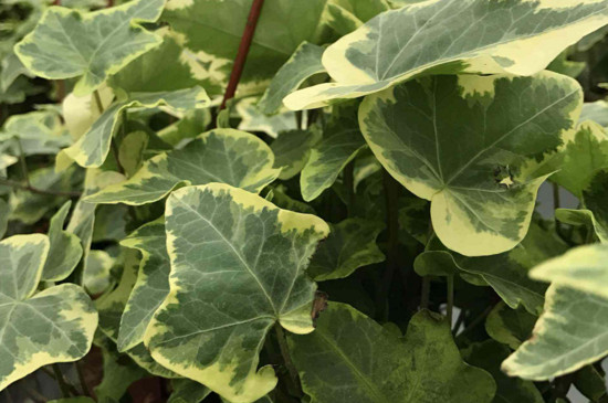 常春藤最贵种类