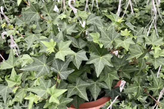 常春藤最贵种类