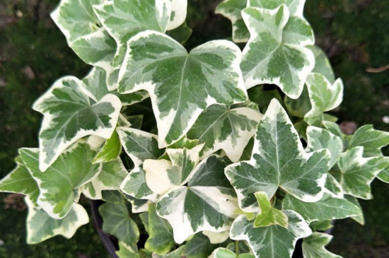 常春藤最贵种类