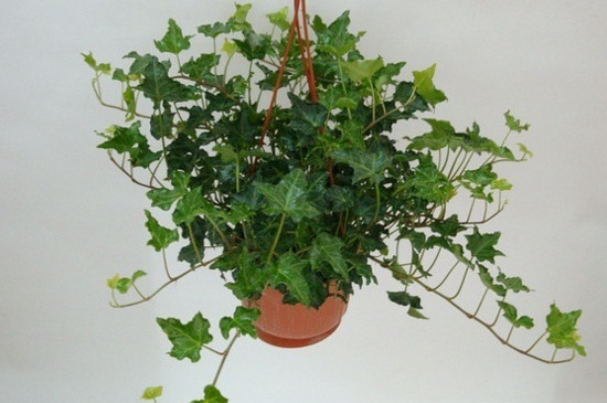 常青藤叶子发黄干枯