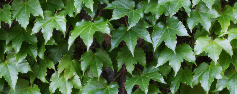 垂吊植物有哪些种类