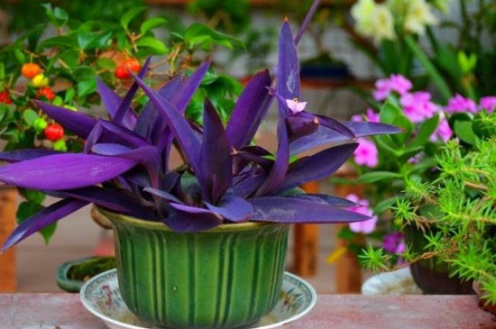 垂吊植物有哪些种类