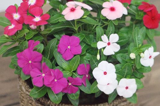 垂吊植物有哪些种类