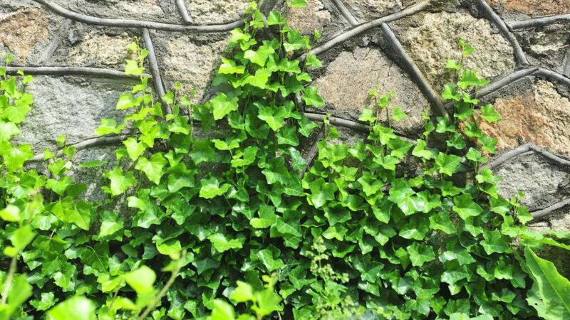 爬山虎和常春藤如何区分