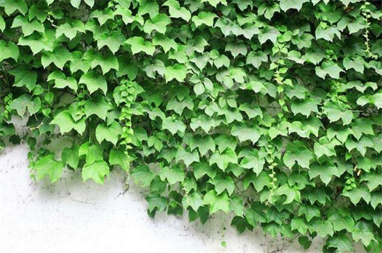 爬山虎和常春藤如何区分