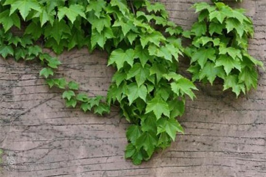 爬山虎和常春藤如何区分