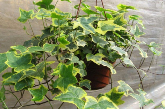 常春藤的摆放风水,阳台宜摆放可去除晦气