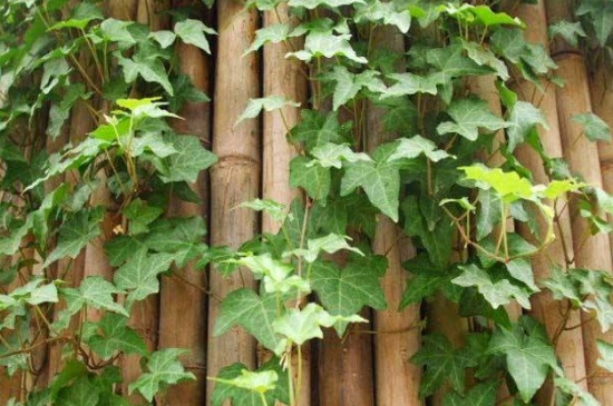 常春藤的摆放风水,阳台宜摆放可去除晦气