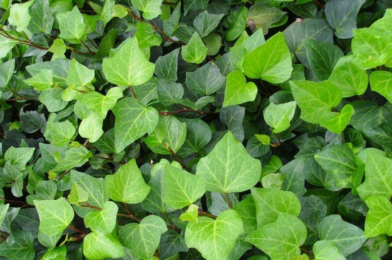 常春藤的摆放风水,阳台宜摆放可去除晦气