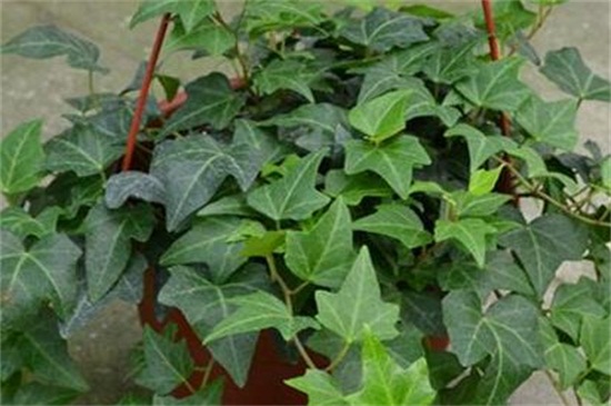 常春藤烂根如何办，剪根换土光照养护