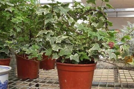 常春藤烂根如何办，剪根换土光照养护