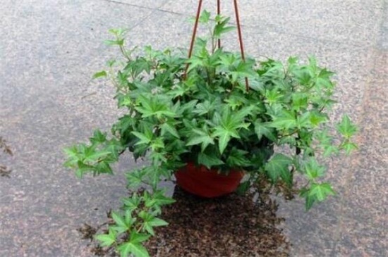 常春藤烂根如何办，剪根换土光照养护