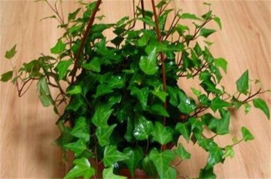 常春藤烂根如何办，剪根换土光照养护