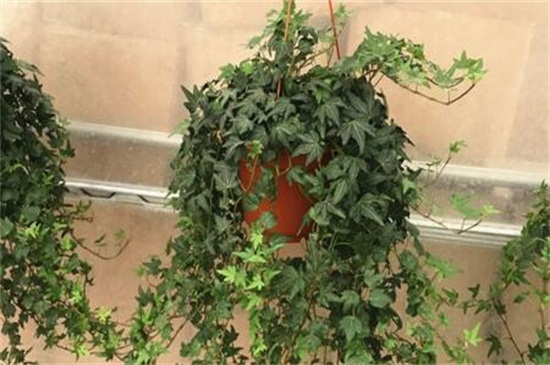 常春藤叶片发黑如何办，防晒喷洒药剂养护