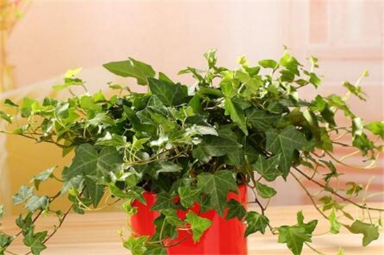 常春藤叶片发黑如何办，防晒喷洒药剂养护