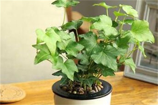 常春藤叶片发黑如何办，防晒喷洒药剂养护