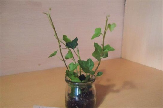 常春藤叶片发黑如何办，防晒喷洒药剂养护