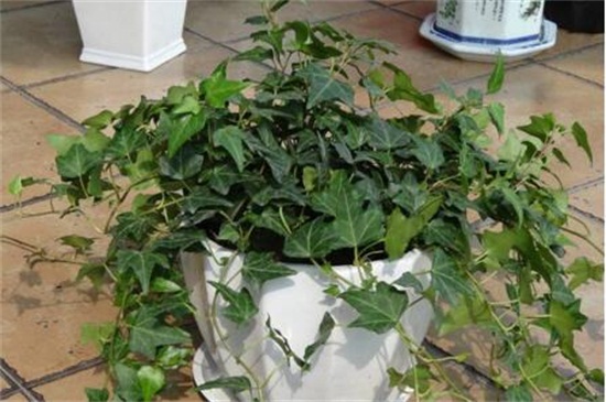 常春藤如何修剪，4个步骤修剪处理枝条