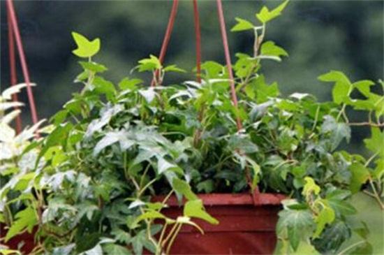 常春藤如何修剪，4个步骤修剪处理枝条