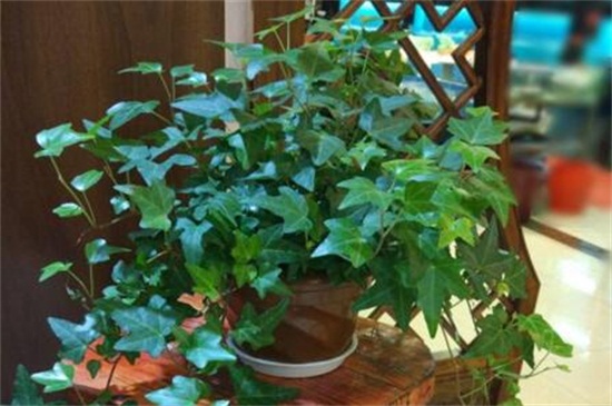 常春藤如何修剪，4个步骤修剪处理枝条