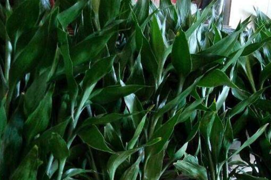 富贵竹长蜘蛛网如何办