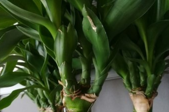 富贵竹长蜘蛛网如何办